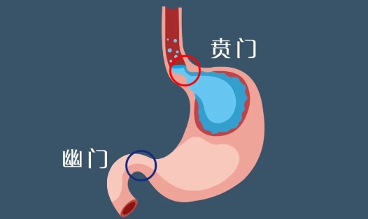 名醫(yī)助力技術(shù)提升！石家莊市第五醫(yī)院聯(lián)合河北醫(yī)科大學(xué)第四醫(yī)院成功采用胸腹聯(lián)合術(shù)根治賁門癌